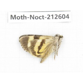 Noctuidae sp. China, Guizhou, Bijie area, Jinsha county. 1Pcs. Moth-Noct-212604.