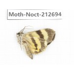 Noctuidae sp. China, Guizhou, Bijie area, Jinsha county. 1Pcs. Moth-Noct-212694.