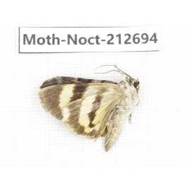 Noctuidae sp. China, Guizhou, Bijie area, Jinsha county. 1Pcs. Moth-Noct-212694.