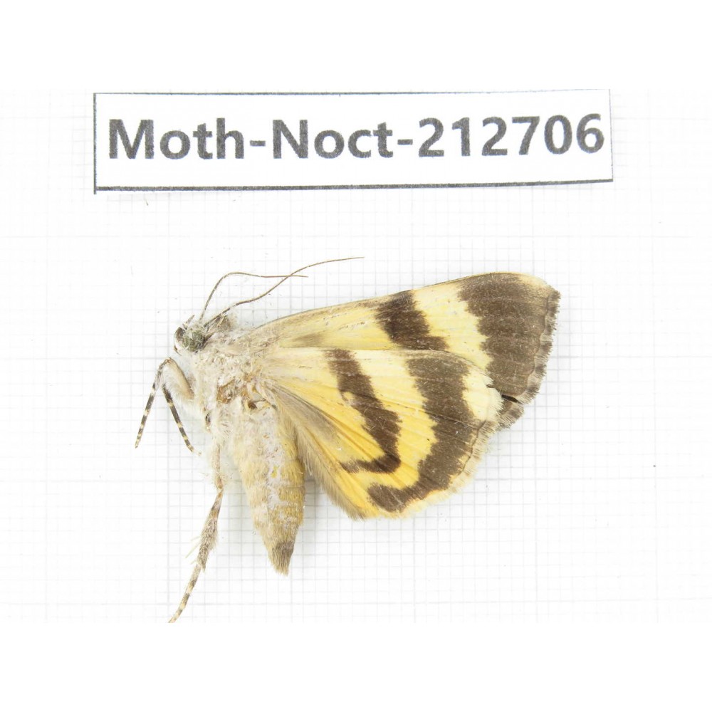 Noctuidae sp. China, Guizhou, Bijie area, Jinsha county. 1Pcs. Moth-Noct-212706.
