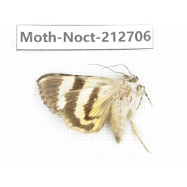 Noctuidae sp. China, Guizhou, Bijie area, Jinsha county. 1Pcs. Moth-Noct-212706.