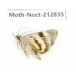Noctuidae sp. China, Guizhou, Bijie area, Jinsha county. 1Pcs. Moth-Noct-212835.