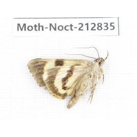 Noctuidae sp. China, Guizhou, Bijie area, Jinsha county. 1Pcs. Moth-Noct-212835.
