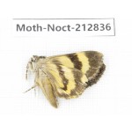 Noctuidae sp. China, Guizhou, Bijie area, Jinsha county. 1Pcs. Moth-Noct-212836.