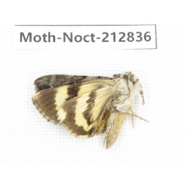 Noctuidae sp. China, Guizhou, Bijie area, Jinsha county. 1Pcs. Moth-Noct-212836.