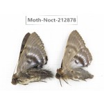 Noctuidae sp. China, Guizhou, Bijie area, Jinsha county. 2Pcs. Moth-Noct-212878.