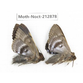 Noctuidae sp. China, Guizhou, Bijie area, Jinsha county. 2Pcs. Moth-Noct-212878.