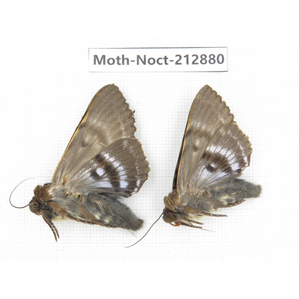 Noctuidae sp. China, Guizhou, Bijie area, Jinsha county. 2Pcs. Moth-Noct-212880.