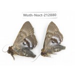Noctuidae sp. China, Guizhou, Bijie area, Jinsha county. 2Pcs. Moth-Noct-212880.