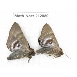Noctuidae sp. China, Guizhou, Bijie area, Jinsha county. 2Pcs. Moth-Noct-212880.