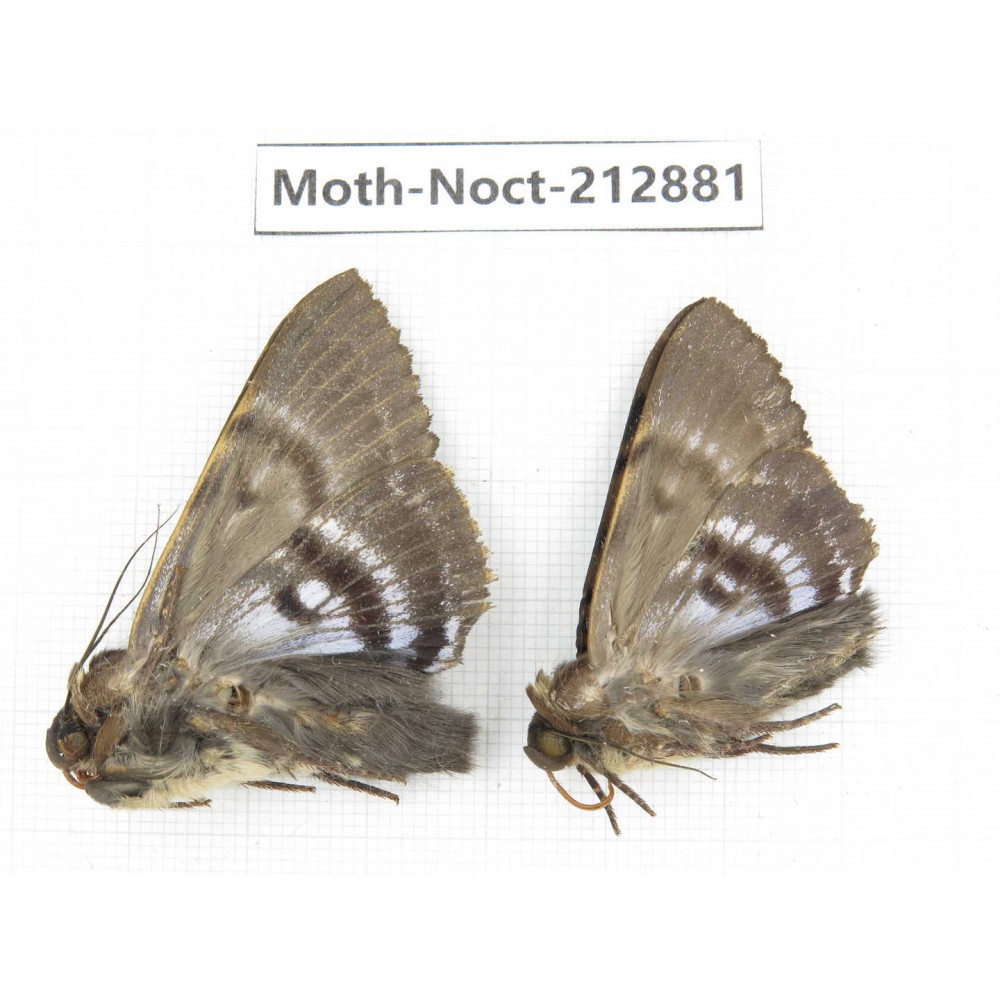 Noctuidae sp. China, Guizhou, Bijie area, Jinsha county. 2Pcs. Moth-Noct-212881.