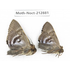 Noctuidae sp. China, Guizhou, Bijie area, Jinsha county. 2Pcs. Moth-Noct-212881.