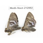 Noctuidae sp. China, Guizhou, Bijie area, Jinsha county. 2Pcs. Moth-Noct-212882.