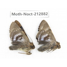 Noctuidae sp. China, Guizhou, Bijie area, Jinsha county. 2Pcs. Moth-Noct-212882.