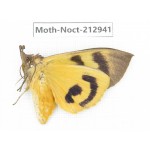 Noctuidae sp. China, Guizhou, Bijie area, Jinsha county. 1Pcs. Moth-Noct-212941.