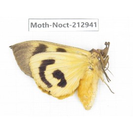 Noctuidae sp. China, Guizhou, Bijie area, Jinsha county. 1Pcs. Moth-Noct-212941.