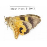 Noctuidae sp. China, Guizhou, Bijie area, Jinsha county. 1Pcs. Moth-Noct-212942.