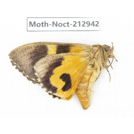 Noctuidae sp. China, Guizhou, Bijie area, Jinsha county. 1Pcs. Moth-Noct-212942.