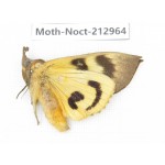 Noctuidae sp. China, Guizhou, Bijie area, Jinsha county. 1Pcs. Moth-Noct-212964.
