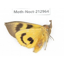 Noctuidae sp. China, Guizhou, Bijie area, Jinsha county. 1Pcs. Moth-Noct-212964.