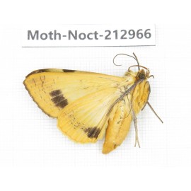 Noctuidae sp. China, Guizhou, Bijie area, Jinsha county. 1Pcs. Moth-Noct-212966.
