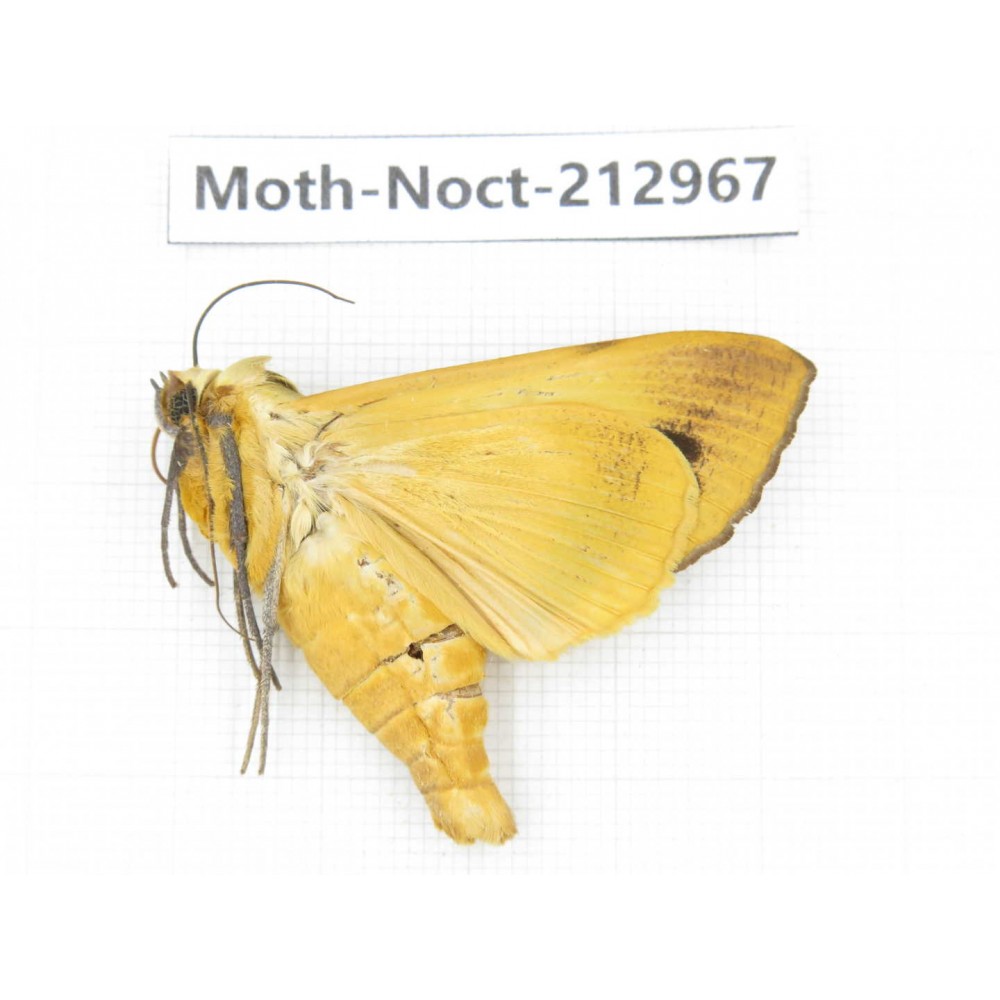 Noctuidae sp. China, Guizhou, Bijie area, Jinsha county. 1Pcs. Moth-Noct-212967.