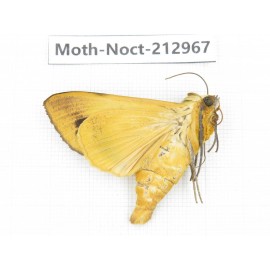 Noctuidae sp. China, Guizhou, Bijie area, Jinsha county. 1Pcs. Moth-Noct-212967.