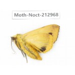 Noctuidae sp. China, Guizhou, Bijie area, Jinsha county. 1Pcs. Moth-Noct-212968.