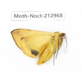 Noctuidae sp. China, Guizhou, Bijie area, Jinsha county. 1Pcs. Moth-Noct-212968.