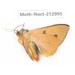 Noctuidae sp. China, Guizhou, Bijie area, Jinsha county. 1Pcs. Moth-Noct-212995.