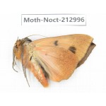 Noctuidae sp. China, Guizhou, Bijie area, Jinsha county. 1Pcs. Moth-Noct-212996.