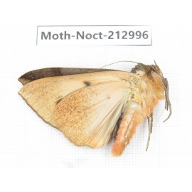 Noctuidae sp. China, Guizhou, Bijie area, Jinsha county. 1Pcs. Moth-Noct-212996.