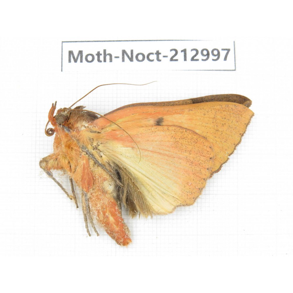Noctuidae sp. China, Guizhou, Bijie area, Jinsha county. 1Pcs. Moth-Noct-212997.