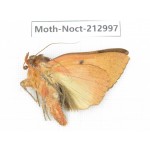 Noctuidae sp. China, Guizhou, Bijie area, Jinsha county. 1Pcs. Moth-Noct-212997.