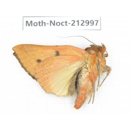 Noctuidae sp. China, Guizhou, Bijie area, Jinsha county. 1Pcs. Moth-Noct-212997.