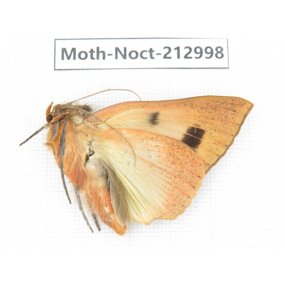 Noctuidae sp. China, Guizhou, Bijie area, Jinsha county. 1Pcs. Moth-Noct-212998.