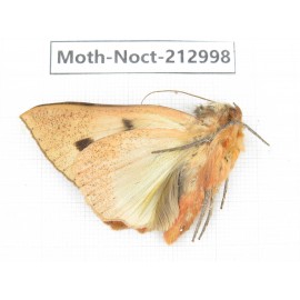 Noctuidae sp. China, Guizhou, Bijie area, Jinsha county. 1Pcs. Moth-Noct-212998.