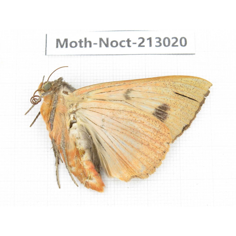 Noctuidae sp. China, Guizhou, Bijie area, Jinsha county. 1Pcs. Moth-Noct-213020