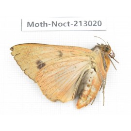 Noctuidae sp. China, Guizhou, Bijie area, Jinsha county. 1Pcs. Moth-Noct-213020