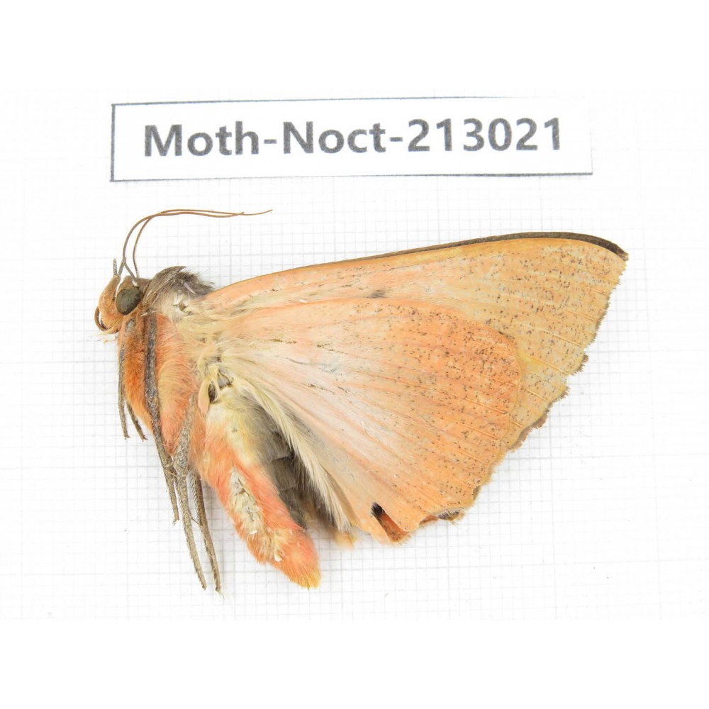 Noctuidae sp. China, Guizhou, Bijie area, Jinsha county. 1Pcs. Moth-Noct-213021