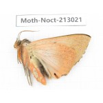 Noctuidae sp. China, Guizhou, Bijie area, Jinsha county. 1Pcs. Moth-Noct-213021