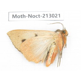 Noctuidae sp. China, Guizhou, Bijie area, Jinsha county. 1Pcs. Moth-Noct-213021