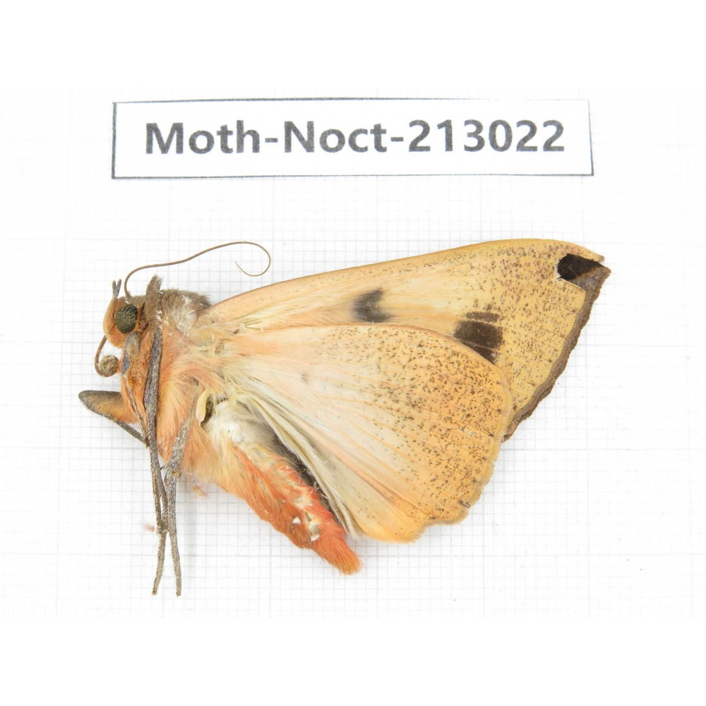 Noctuidae sp. China, Guizhou, Bijie area, Jinsha county. 1Pcs. Moth-Noct-213022.