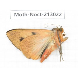 Noctuidae sp. China, Guizhou, Bijie area, Jinsha county. 1Pcs. Moth-Noct-213022.