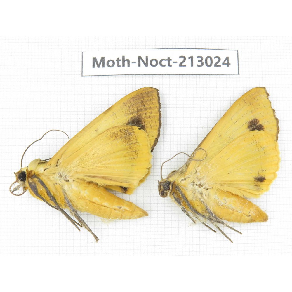 Noctuidae sp. China, Guizhou, Qiandongnan, Congjiang county. 2Pcs. Moth-Noct-213024.