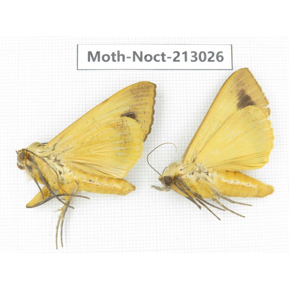 Noctuidae sp. China, Guizhou, Qiandongnan, Congjiang county. 2Pcs. Moth-Noct-213026.