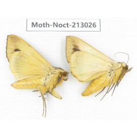 Noctuidae sp. China, Guizhou, Qiandongnan, Congjiang county. 2Pcs. Moth-Noct-213026.