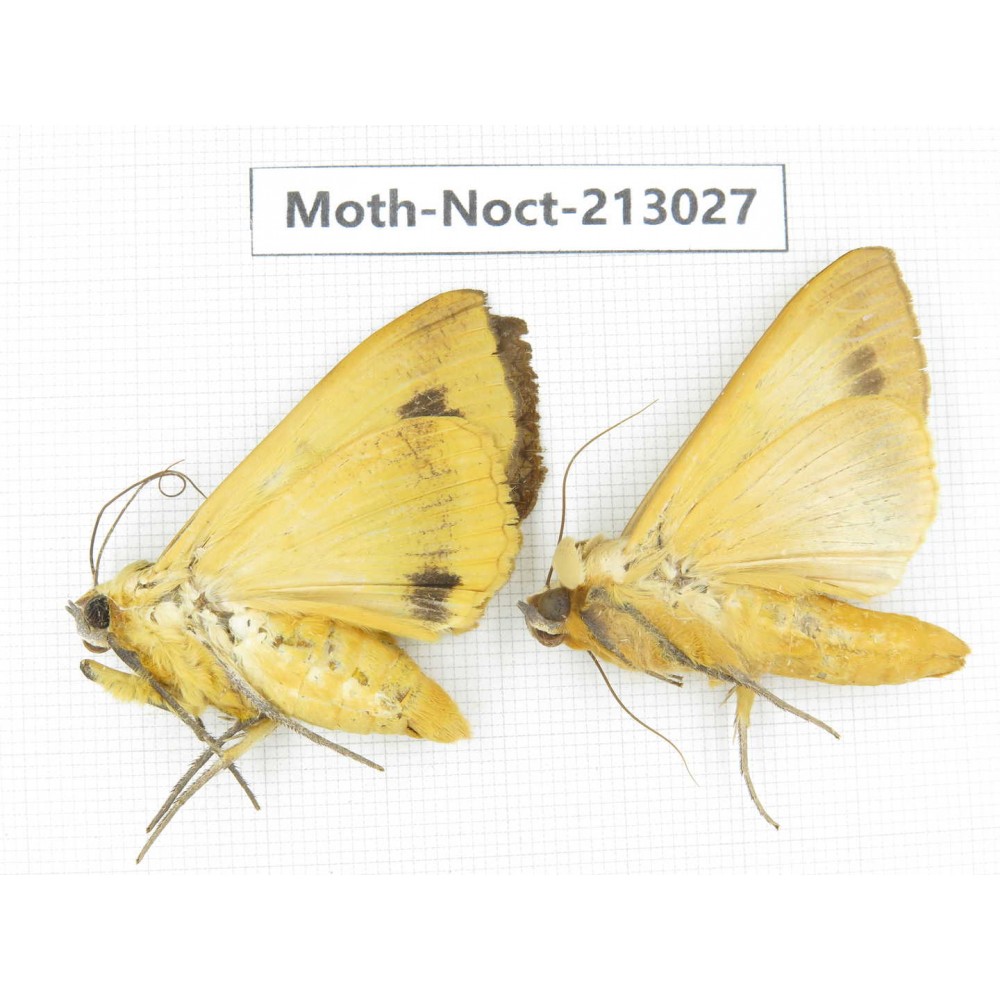 Noctuidae sp. China, Guizhou, Qiandongnan, Congjiang county. 2Pcs. Moth-Noct-213027.