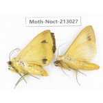 Noctuidae sp. China, Guizhou, Qiandongnan, Congjiang county. 2Pcs. Moth-Noct-213027.