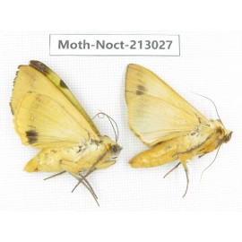 Noctuidae sp. China, Guizhou, Qiandongnan, Congjiang county. 2Pcs. Moth-Noct-213027.
